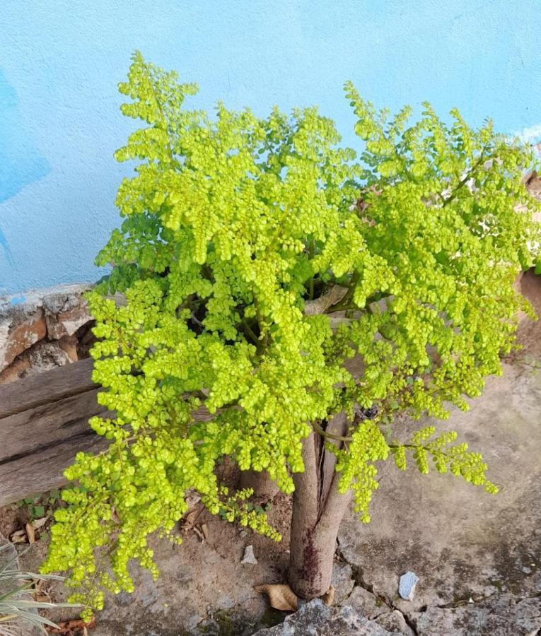 Sitio Sao Benedito Pirenópolis エクステリア 写真