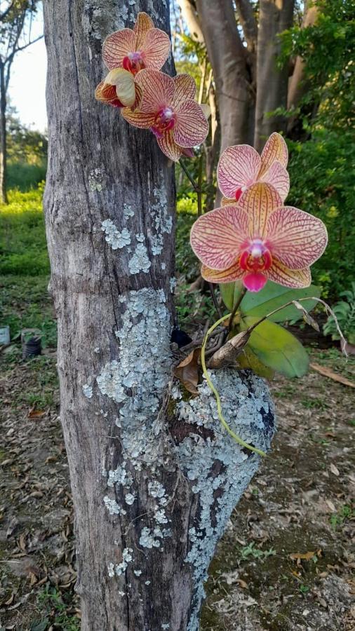 Sitio Sao Benedito Pirenópolis エクステリア 写真